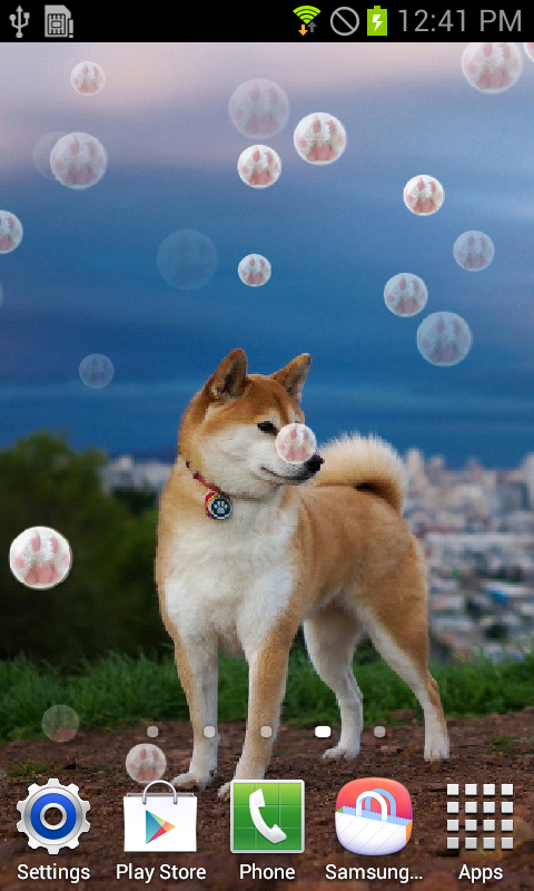 A Photo of Canine Beauty Pageants https://lh6.ggpht.com/KZvnsOHSEqoJaP6b8uav-pnTjn_v_wDBmX7JHsgKqCVTkkjsYf8vyTZSK4P_OTF7hmY=h900