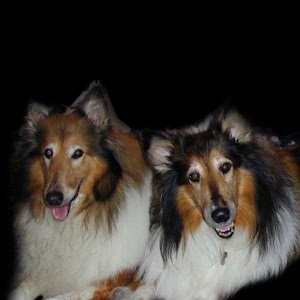 Dog Training 10.5