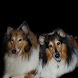 Dog Training
