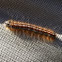 Lackey Caterpillar