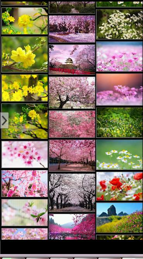 Mai Flower HD Wallpaper Free