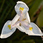 African Iris