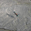 Spotted Tiger Beetle