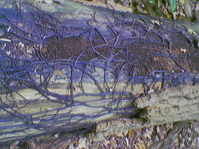 armillaria roots - mycelium cords