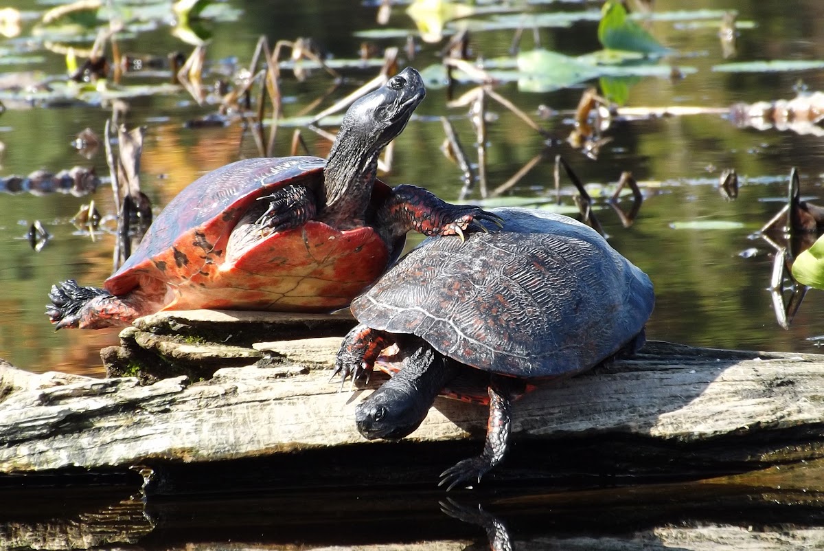 Northern Red-bellied Cooters