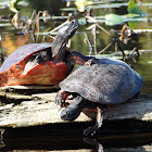 Northern Red-bellied Cooters