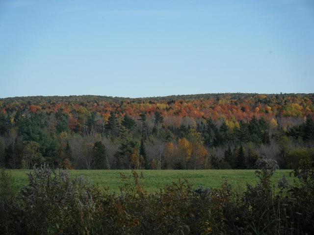 [Albion Fall 08[3].jpg]