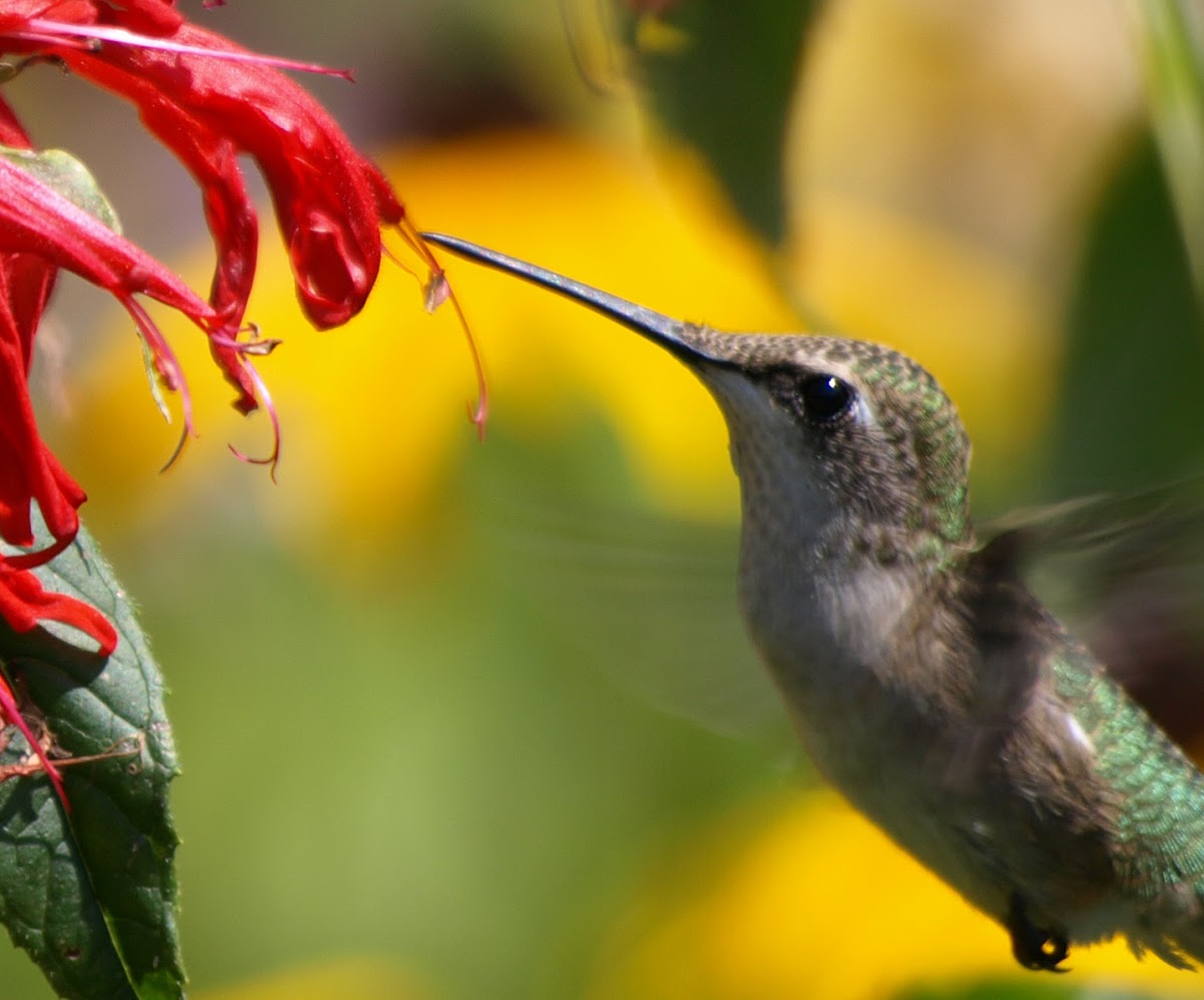 Ruby-Throated Hummingbird (immature)