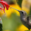 Ruby-Throated Hummingbird (immature)