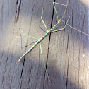 Walking stick insect