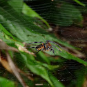 Eriophora Spider