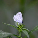 Azure butterfly