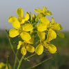 Indian mustard flower
