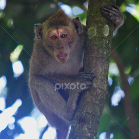 weeeekkk....! by Trias PhotoHape - Animals Other Mammals