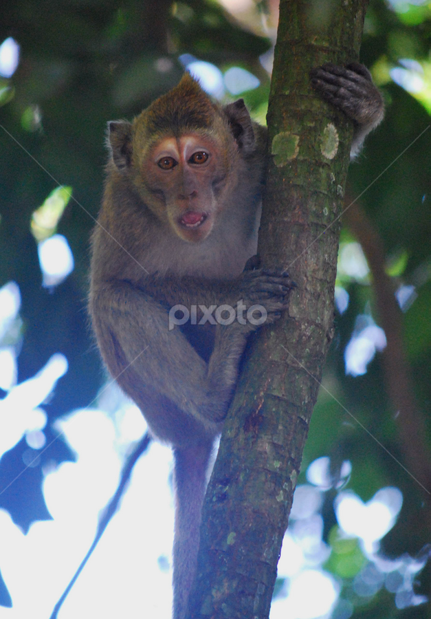 weeeekkk....! by Trias PhotoHape - Animals Other Mammals