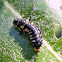 leaf Beetle Larva