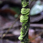 Coenogonium leprieurii