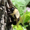 Eastern carpenter bee