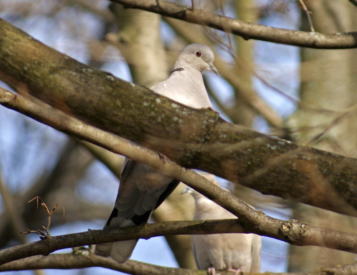 Eurasian Collard Dove
