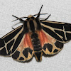 Harnessed Tiger Moth - Hodges#8169