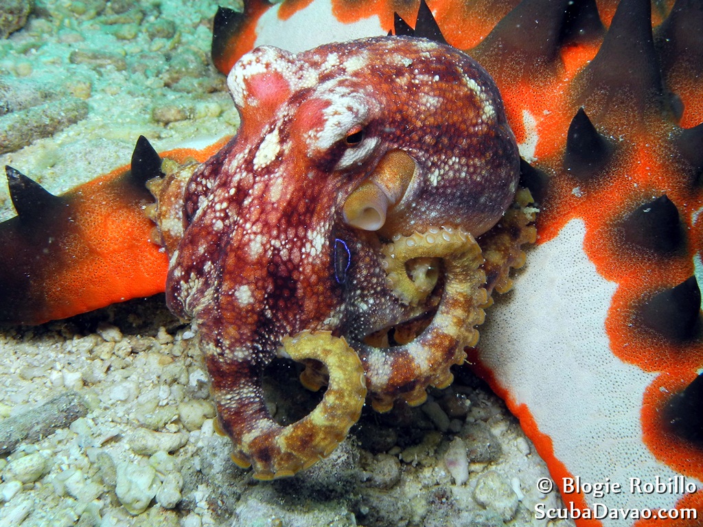 Mototi Blue Ring Octopus