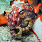 Mototi Blue Ring Octopus