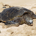 Hawaiian sea turtle