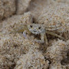 Ghost Crab