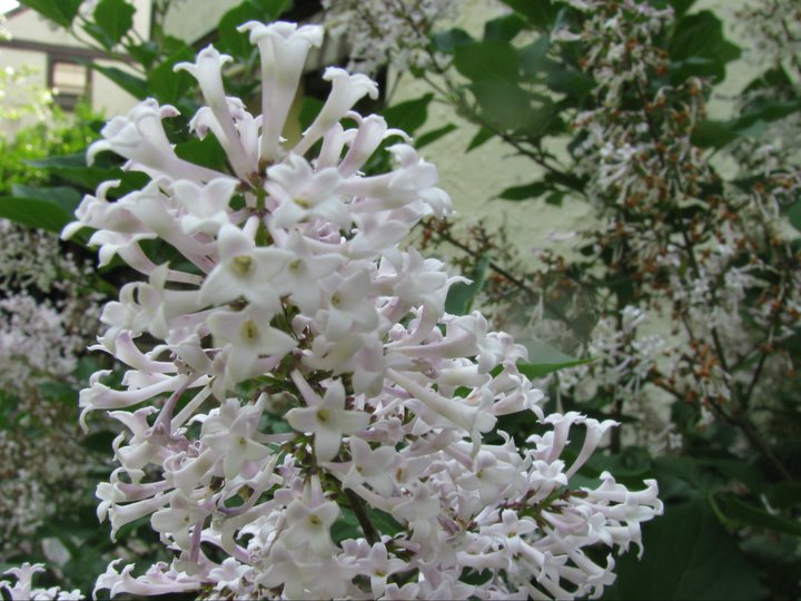 Manchurian Lilac