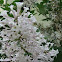 Manchurian Lilac