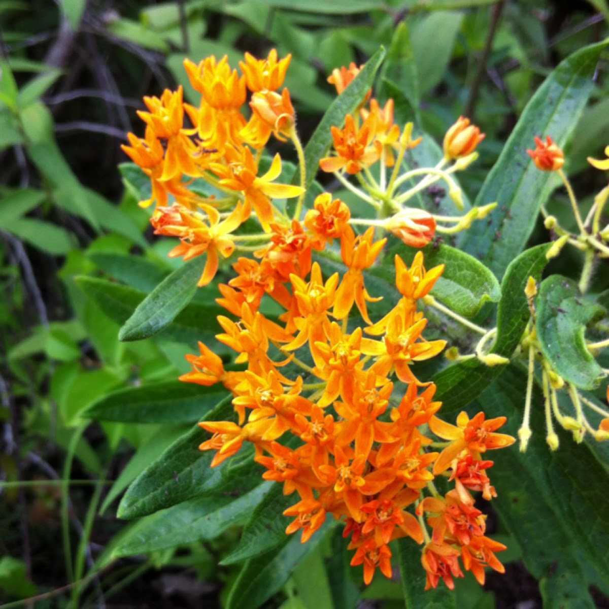 Butterfly weed