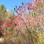 Staghorn Sumac