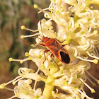 Large Milkweed Bug