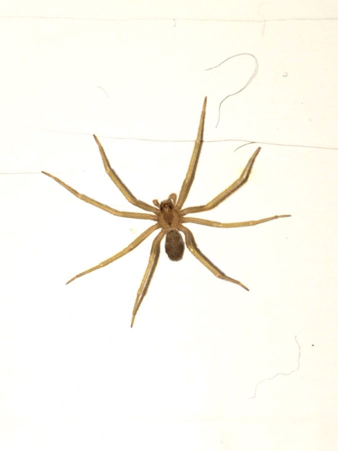 Brown recluse?