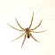 Brown recluse?