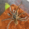 Baboon spider (male)