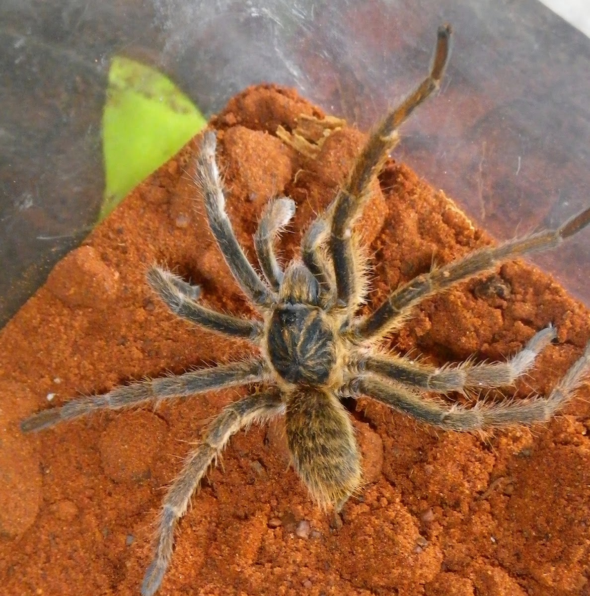 Baboon spider (male)