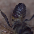 Parasitic mite on a honey bee