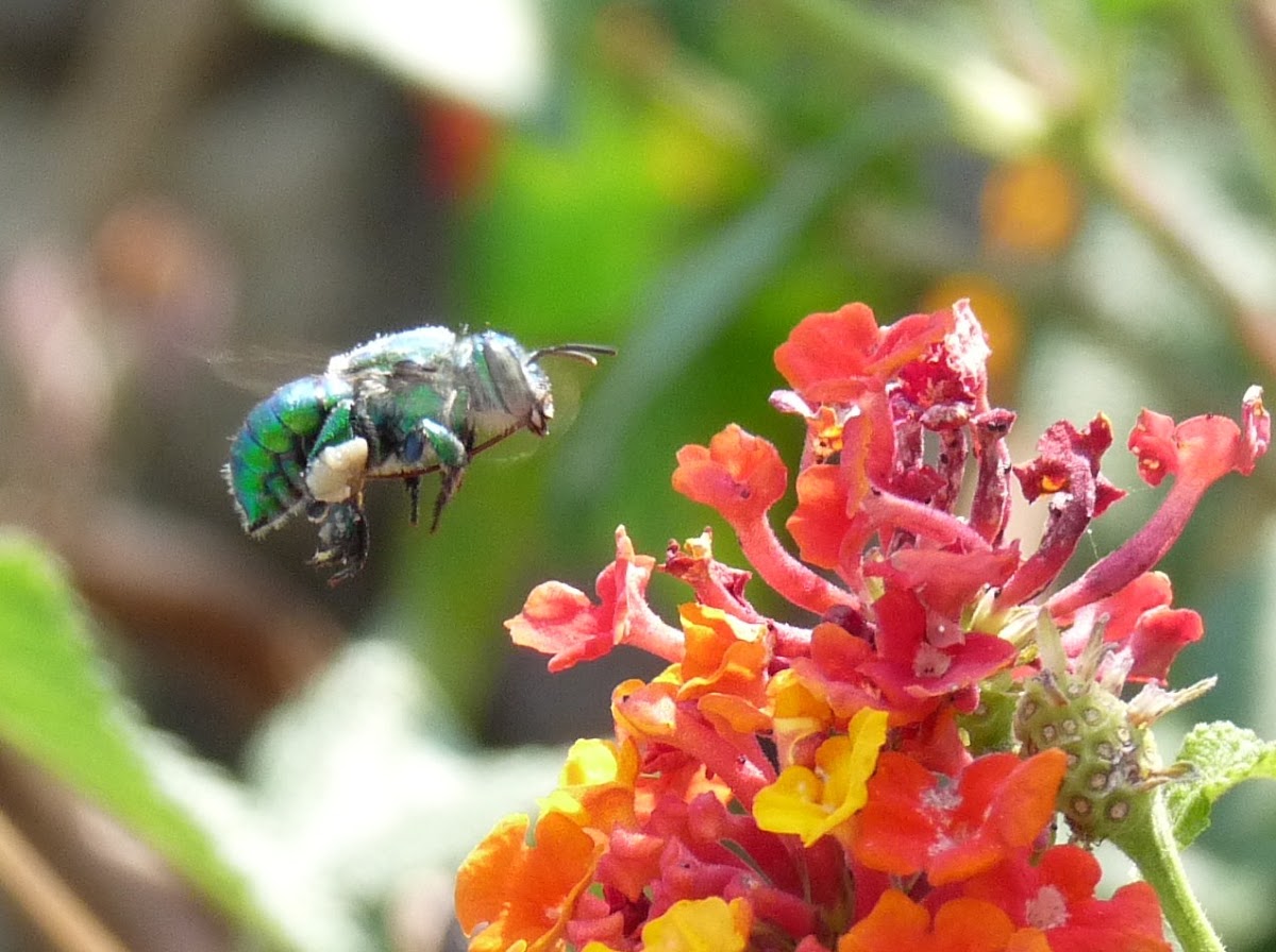 Green Orchid bee