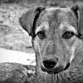 New friend by Katarina Jonjic - Animals - Dogs Portraits