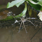 Fishing Spider