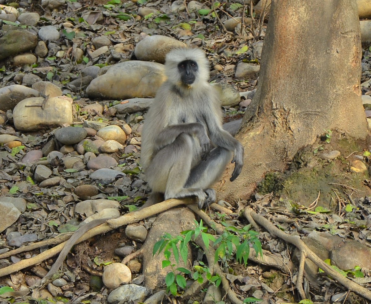 Grey langur or Hanuman langur