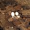 Five-lined Skink Eggs