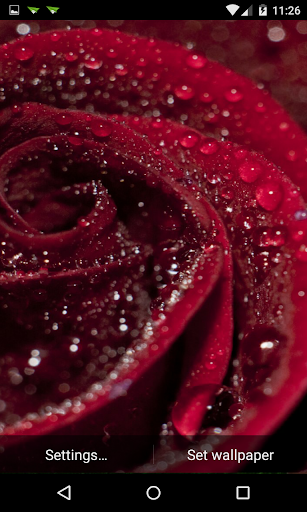 Rose Drop LiveWallpaper