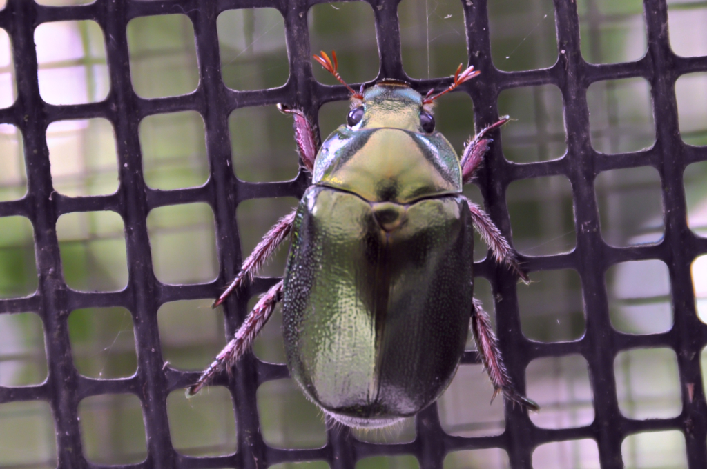 Green Scarab (Christmas) Beetle