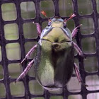 Green Scarab (Christmas) Beetle
