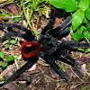 Mexican red-rump tarantula