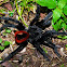 Mexican red-rump tarantula