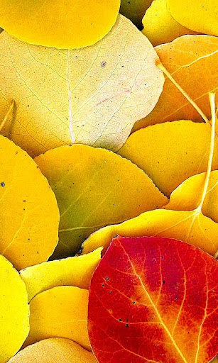 Leaf Fall Autumn Theme
