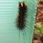 Common anthelid moth caterpillar